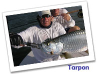 Tarpon