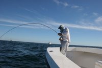 Tuna on fly in Key West